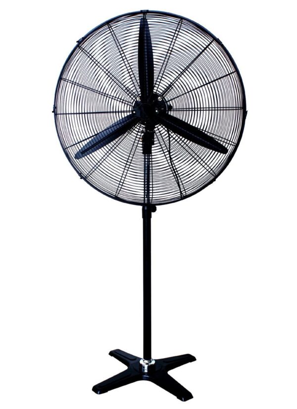 Fans